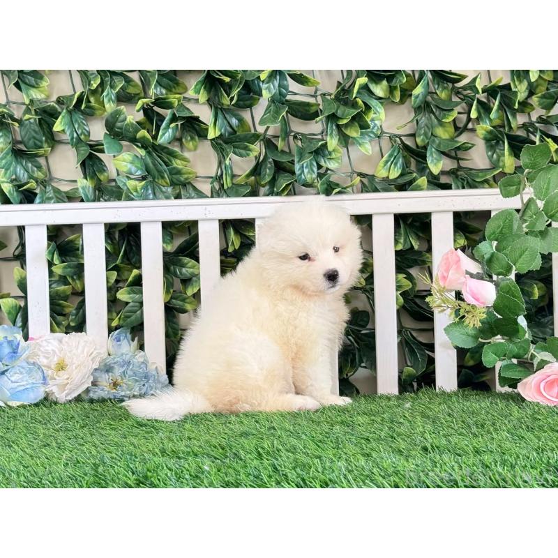 販売中の茨城県のサモエド-403645の4枚目