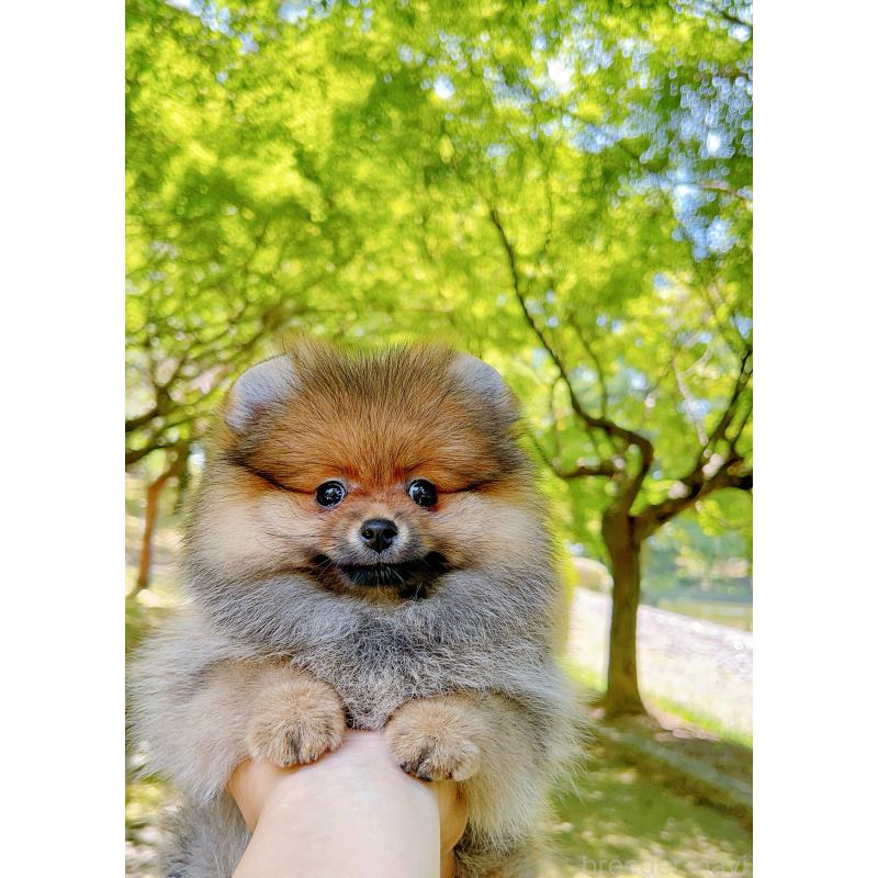 販売中の岐阜県のポメラニアン-398965の11枚目