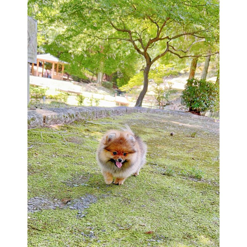 販売中の岐阜県のポメラニアン-398965の7枚目