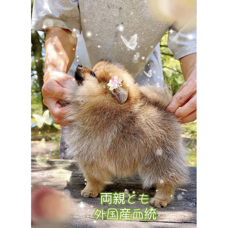 販売中の岐阜県のポメラニアン-398965
