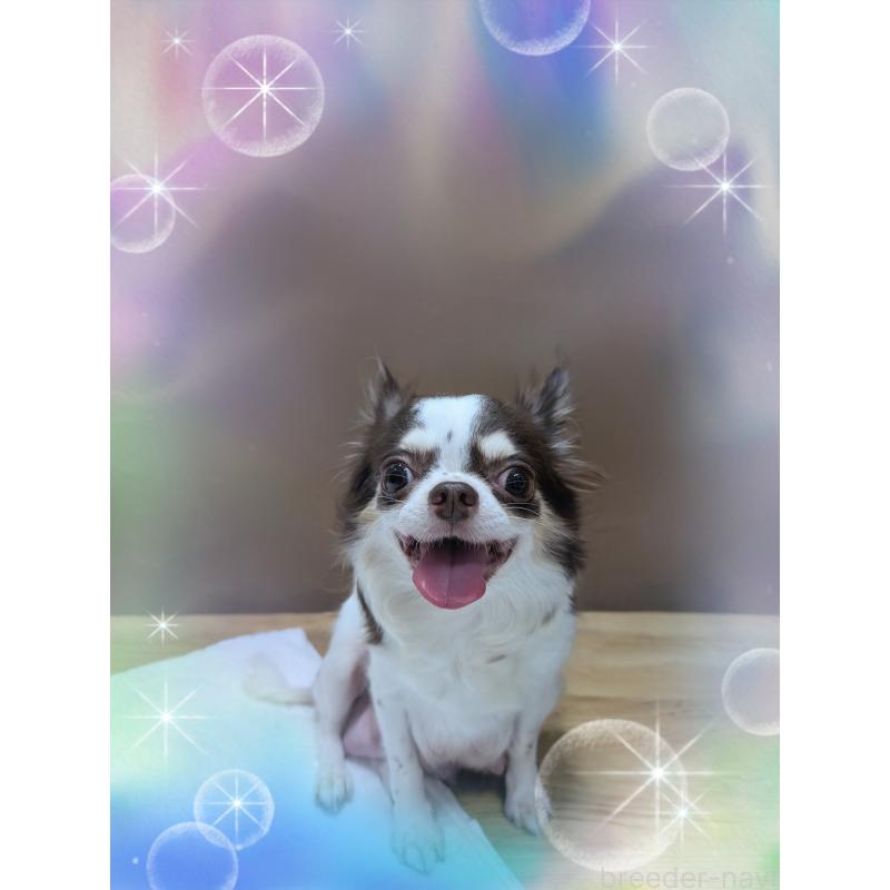 チョコちゃん1枚目