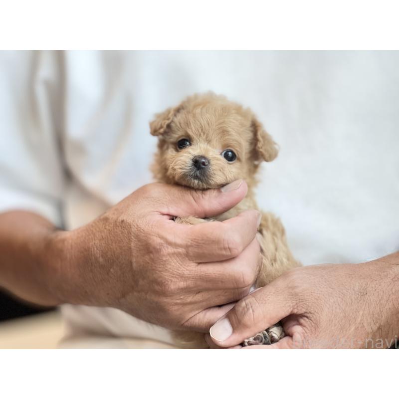 成約済の静岡県のミックス犬-402297の2枚目
