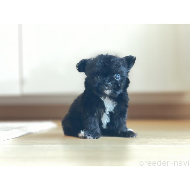 販売中の静岡県のミックス犬-403671の5枚目