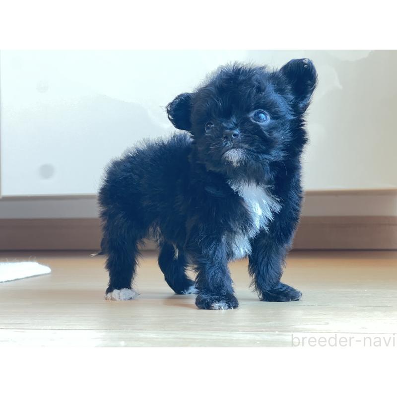 販売中の静岡県のミックス犬-403671の4枚目