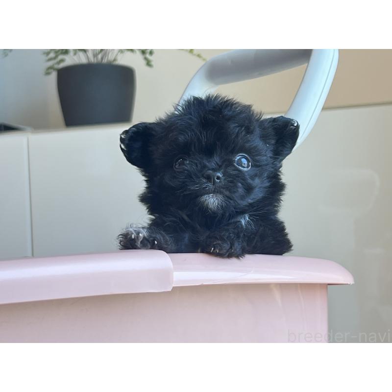 販売中の静岡県のミックス犬-403671の3枚目
