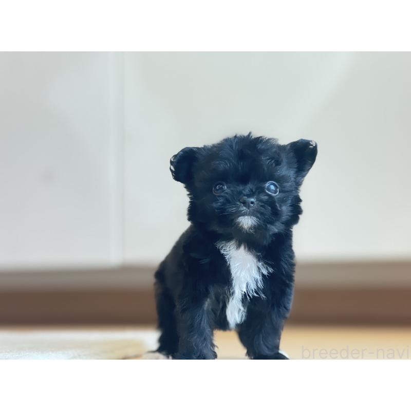 販売中の静岡県のミックス犬-403671の2枚目