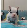 オンライン見学