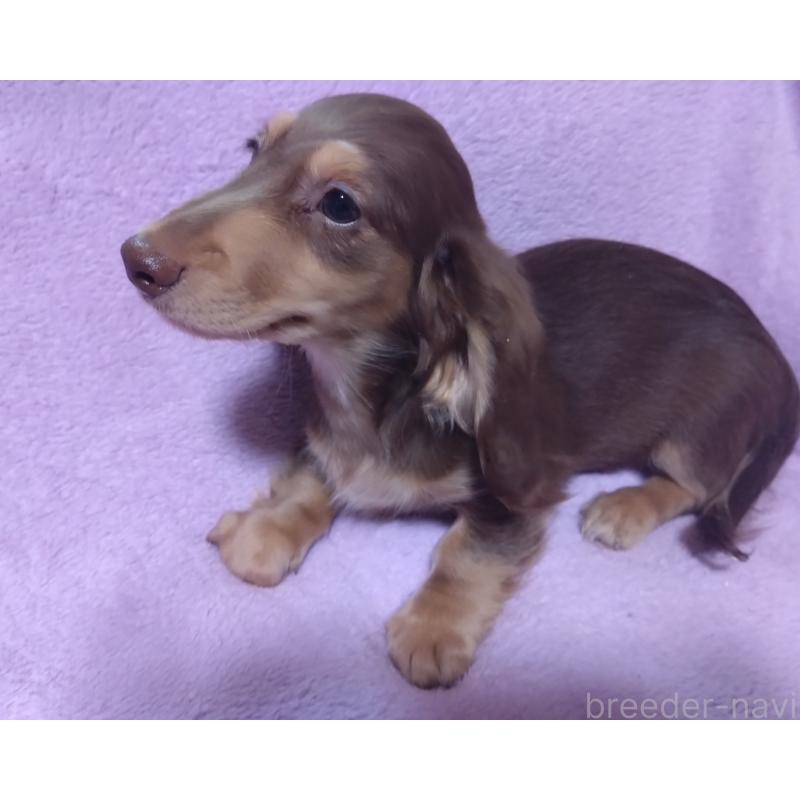 販売中の兵庫県のミニチュアダックスフンド(ロングヘアード)-395665の2枚目