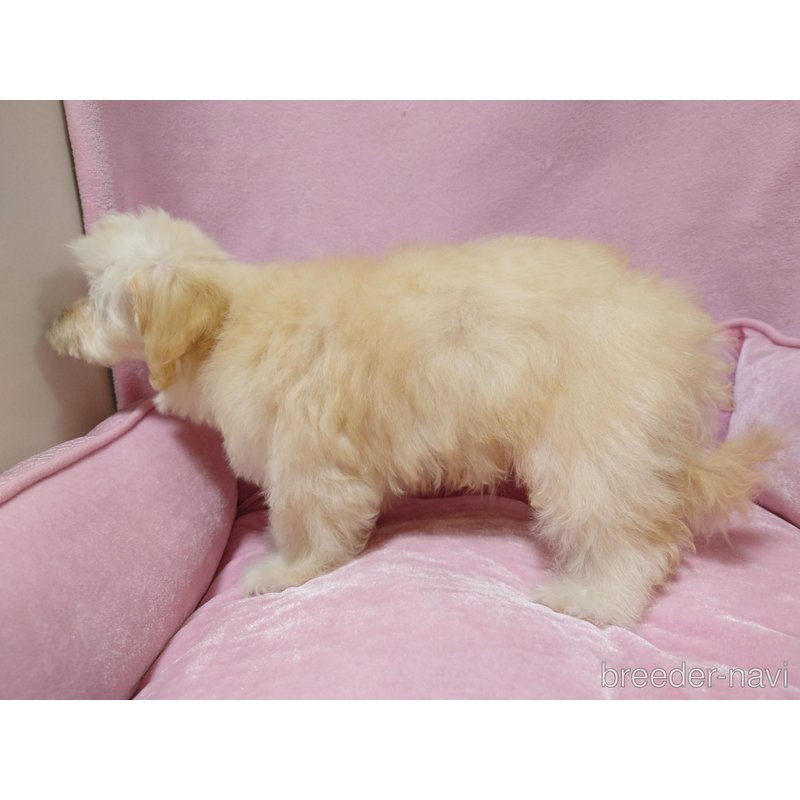 成約済の埼玉県のマルプー:マルチーズ×トイプードル-397494の2枚目
