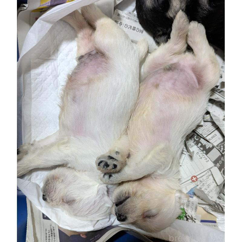 成約済の群馬県のミニチュアシュナウザー-398469の3枚目