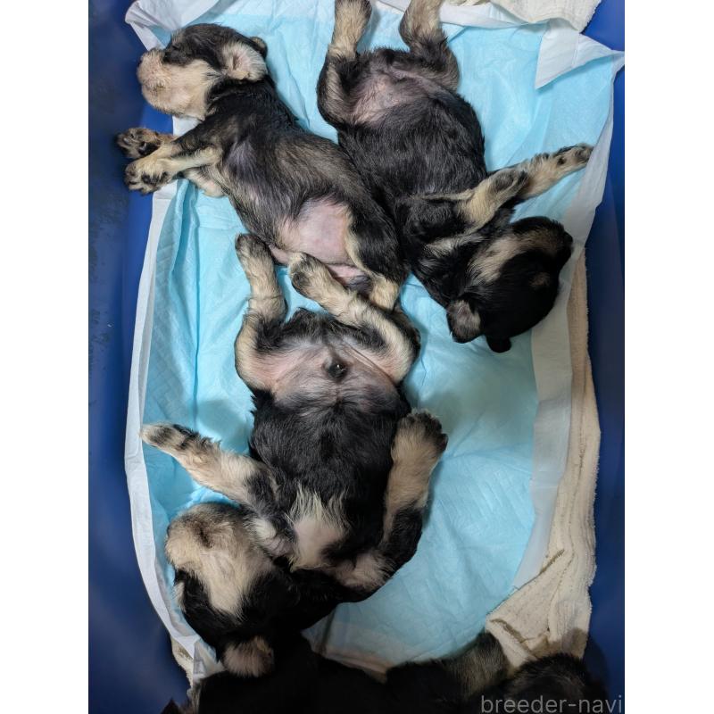 成約済の群馬県のミニチュアシュナウザー-398470の3枚目