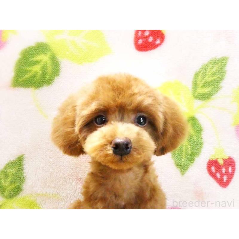 販売中の千葉県のティーカッププードル-390654の2枚目