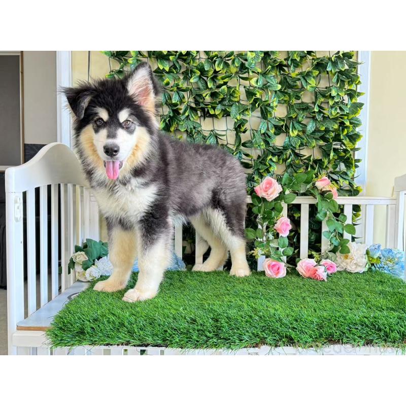 販売中の茨城県のアラスカンマラミュート-382456の2枚目