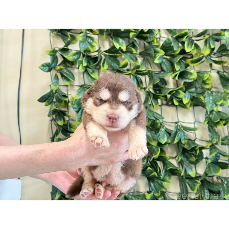 商談中の茨城県のアラスカンマラミュート-403394の4枚目