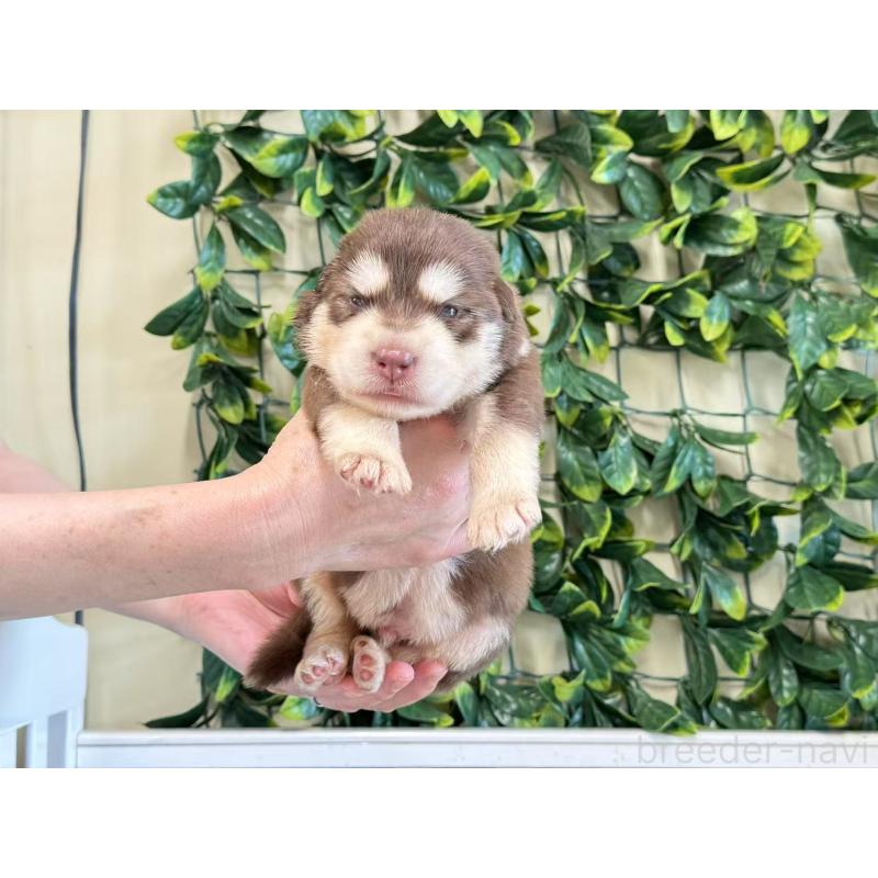 商談中の茨城県のアラスカンマラミュート-403394の2枚目