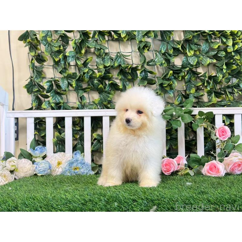 販売中の茨城県のサモエド-403395の4枚目
