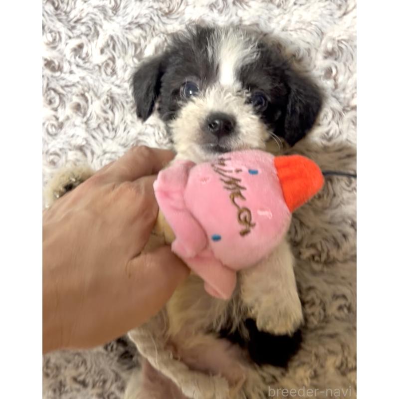 販売中の奈良県のミックス犬-400116の3枚目