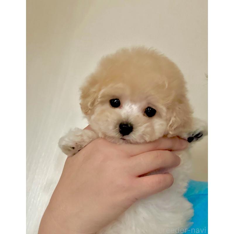成約済の山形県のミックス犬-401924の6枚目