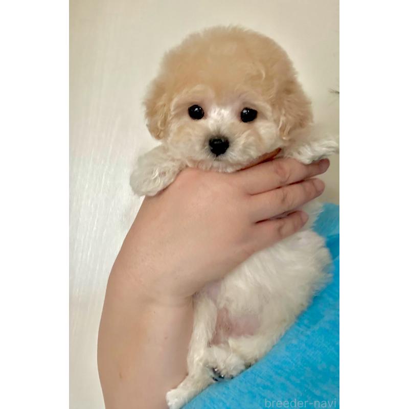 成約済の山形県のミックス犬-401924の5枚目