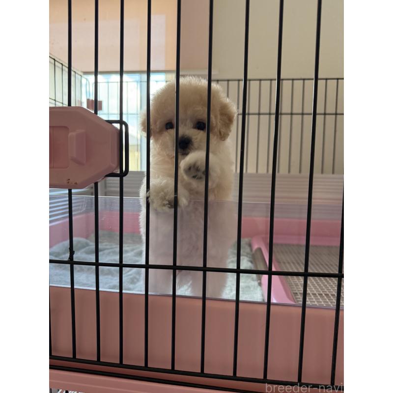 成約済の山形県のミックス犬-401924の4枚目