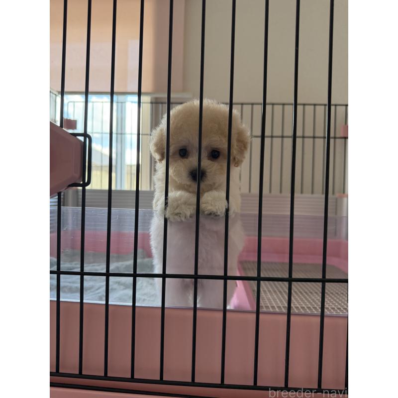 成約済の山形県のミックス犬-401924の3枚目