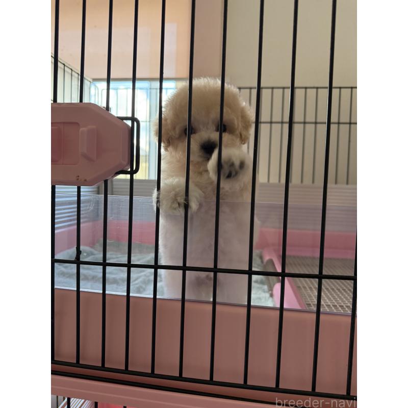 成約済の山形県のミックス犬-401924の2枚目
