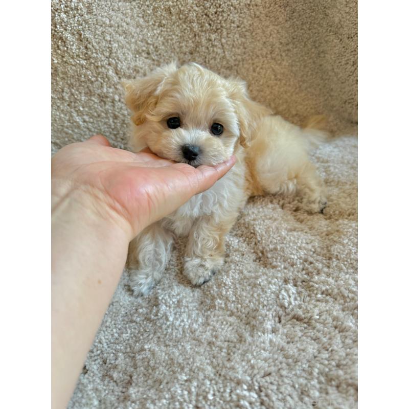 販売中の山形県のミックス犬-403716の5枚目