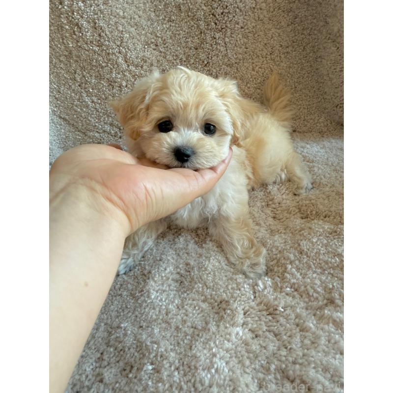 販売中の山形県のミックス犬-403716の4枚目