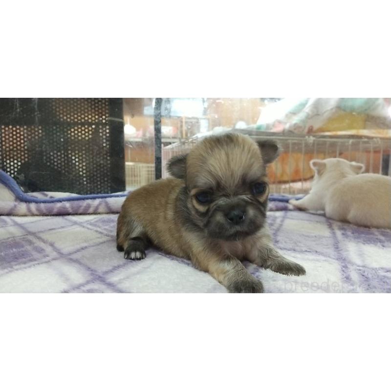 販売中の愛知県のチワワ(ロングコート)-400710の18枚目