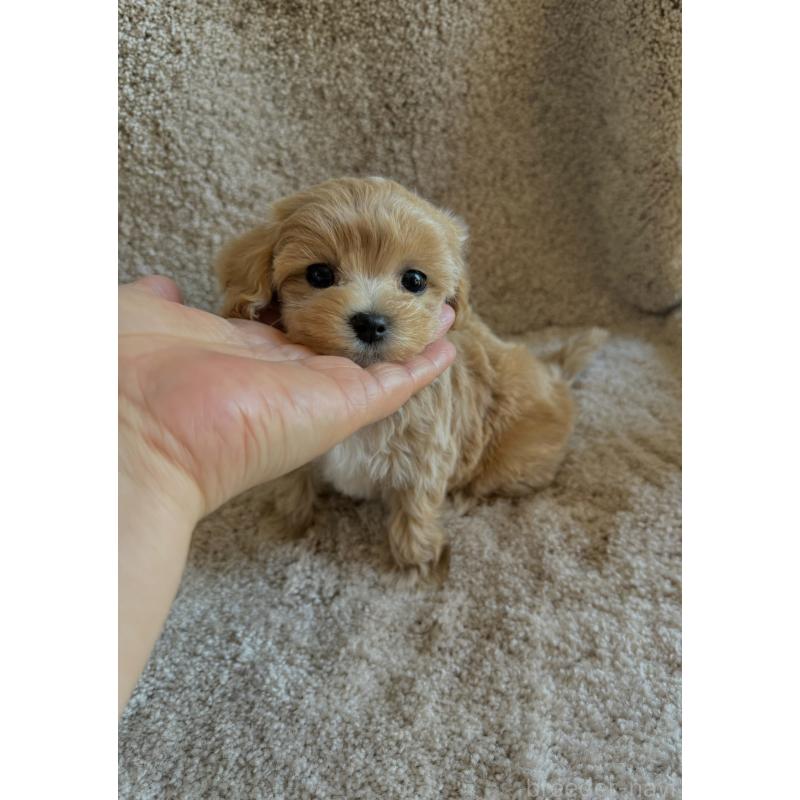 販売中の山形県のミックス犬-403717の4枚目