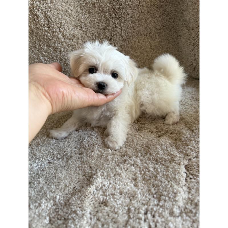 販売中の山形県のミックス犬-403718の3枚目