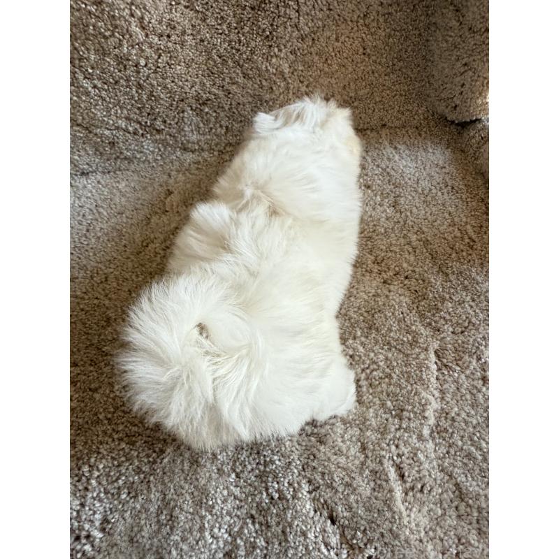 販売中の山形県のミックス犬-403718の2枚目