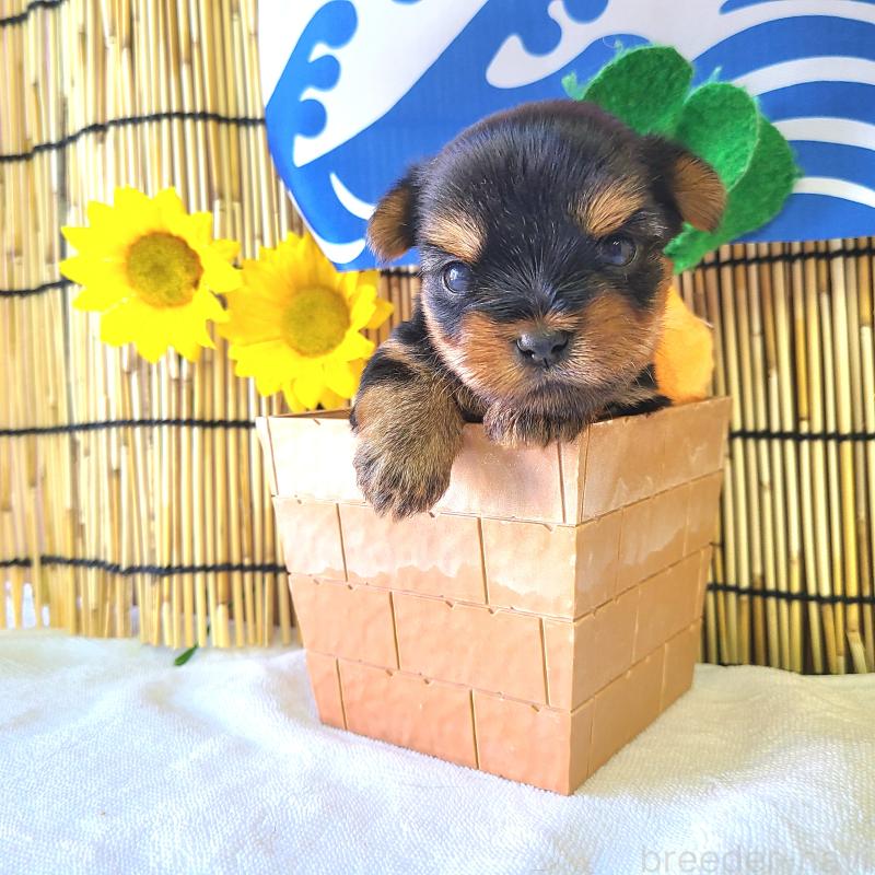 販売中の神奈川県のヨークシャーテリア-403724の1枚目