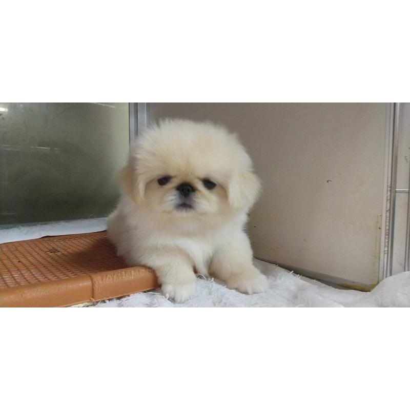 販売中の愛知県のペキニーズ-396152
