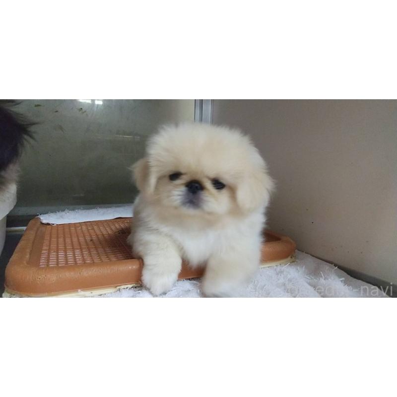 成約済の愛知県のペキニーズ-396152の3枚目