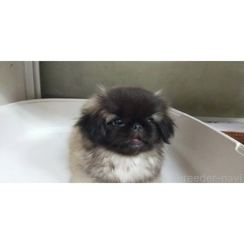 成約済の愛知県のペキニーズ-396153の4枚目