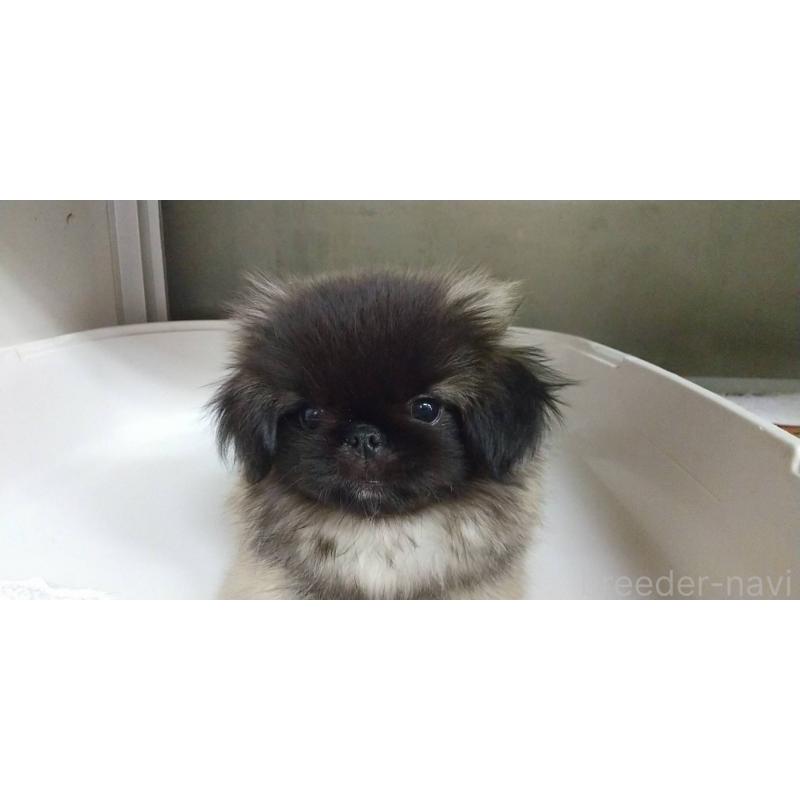 成約済の愛知県のペキニーズ-396153の1枚目