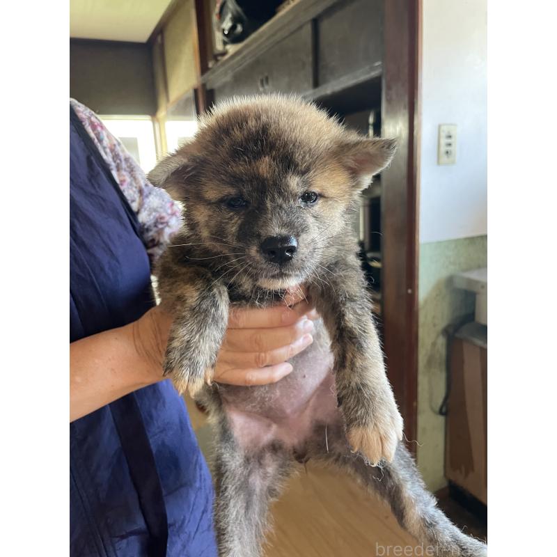 販売中の岩手県の秋田犬-403726の1枚目