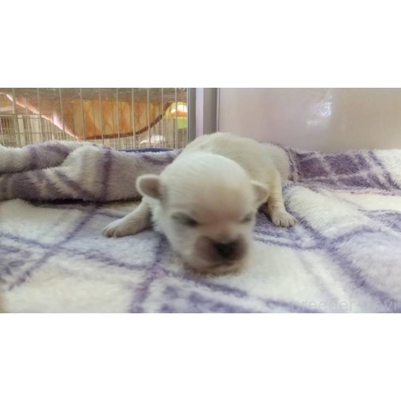 販売中の愛知県のペキニーズ-403730の2枚目