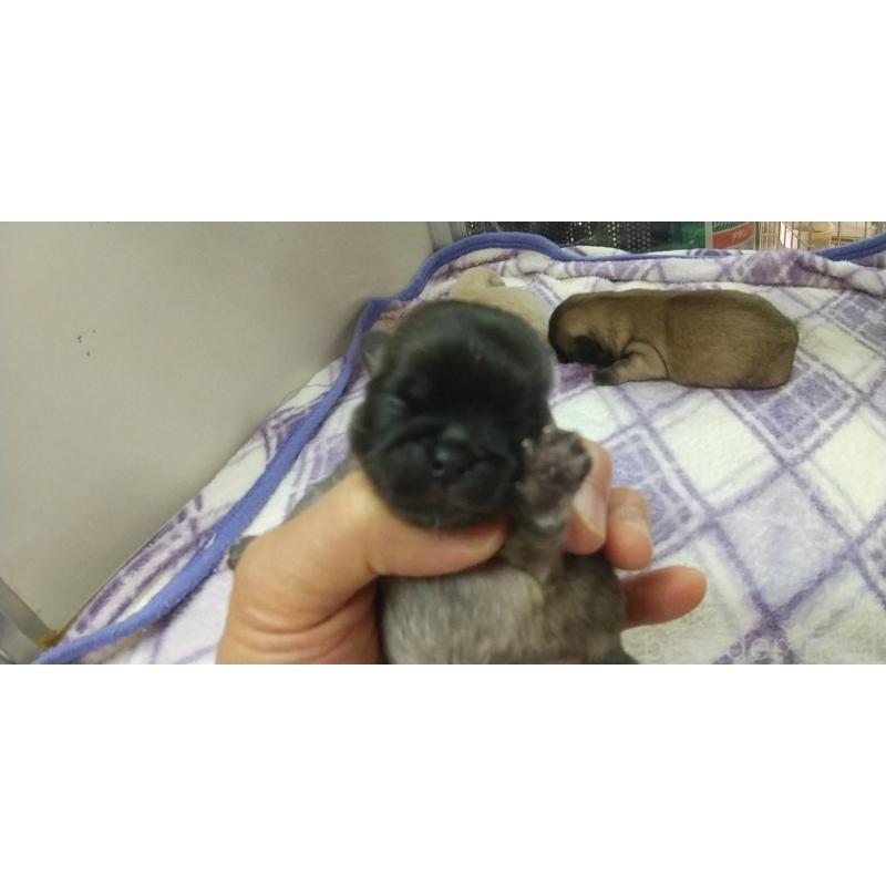 販売中の愛知県のペキニーズ-403741
