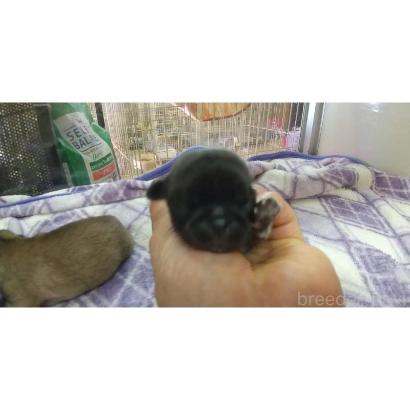 販売中の愛知県のペキニーズ-403741の3枚目
