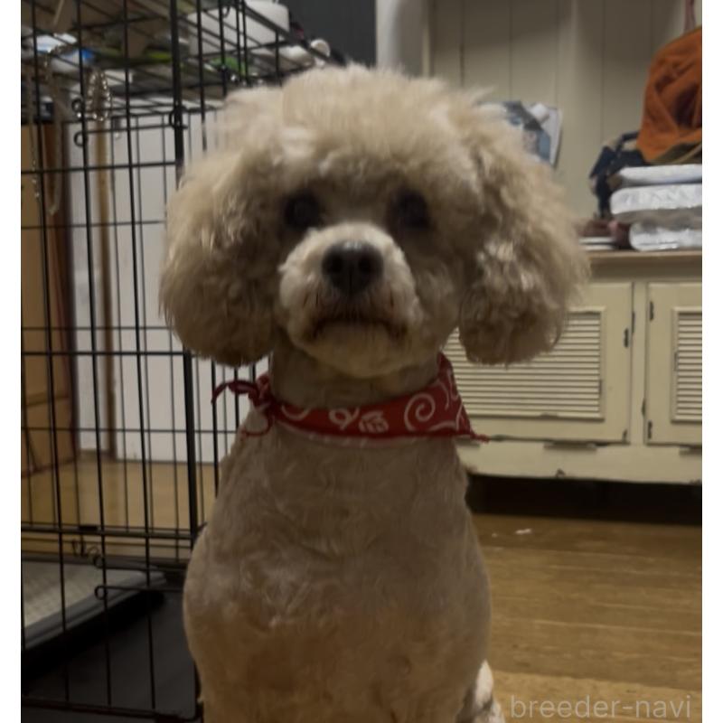 販売中の東京都のミックス犬-403760の2枚目