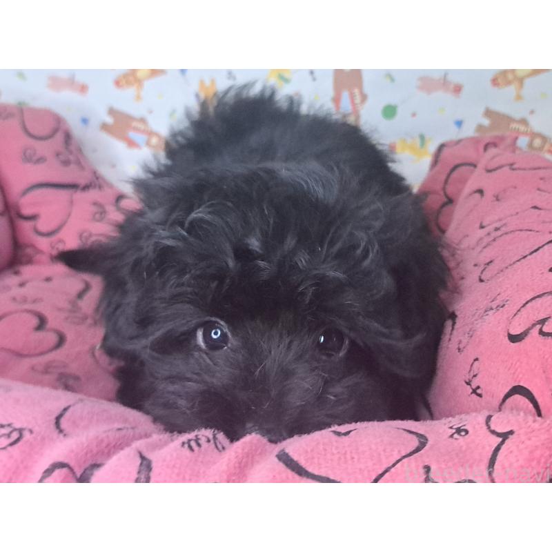 成約済の愛知県のミックス犬-389805の7枚目