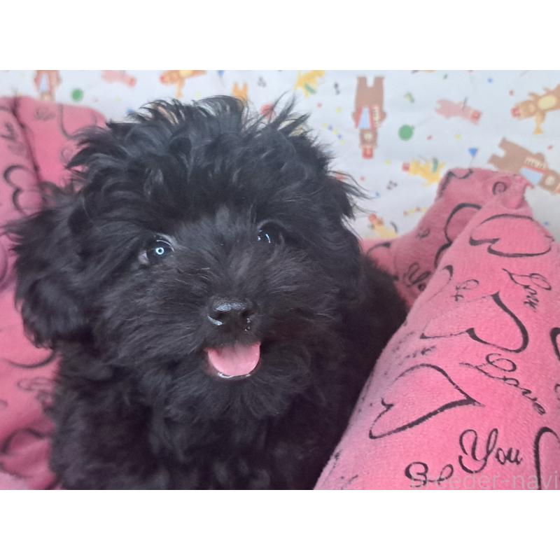 販売中の愛知県のミックス犬-389805