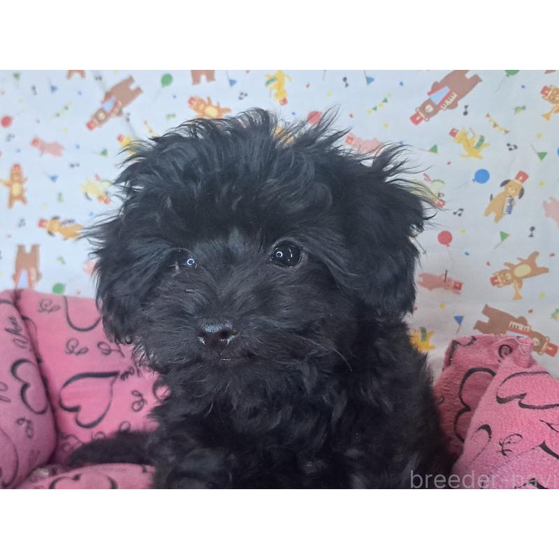 成約済の愛知県のミックス犬-389805の4枚目
