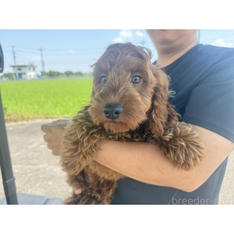 販売中の岐阜県のコッカプー:アメリカンコッカースパニエル×トイプードル-403762の3枚目