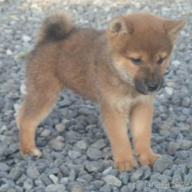 販売中の香川県の柴犬-403764の8枚目