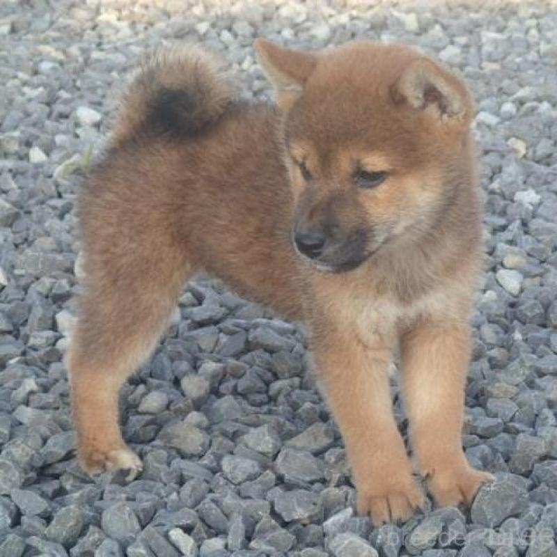 販売中の香川県の柴犬-403764の1枚目