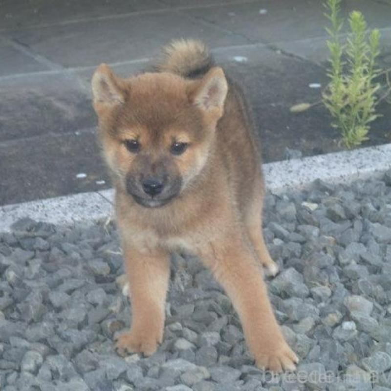 販売中の香川県の柴犬-403764の7枚目