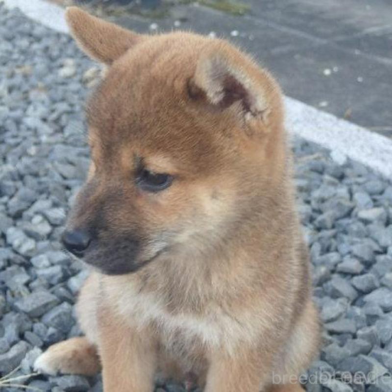 販売中の香川県の柴犬-403764の6枚目